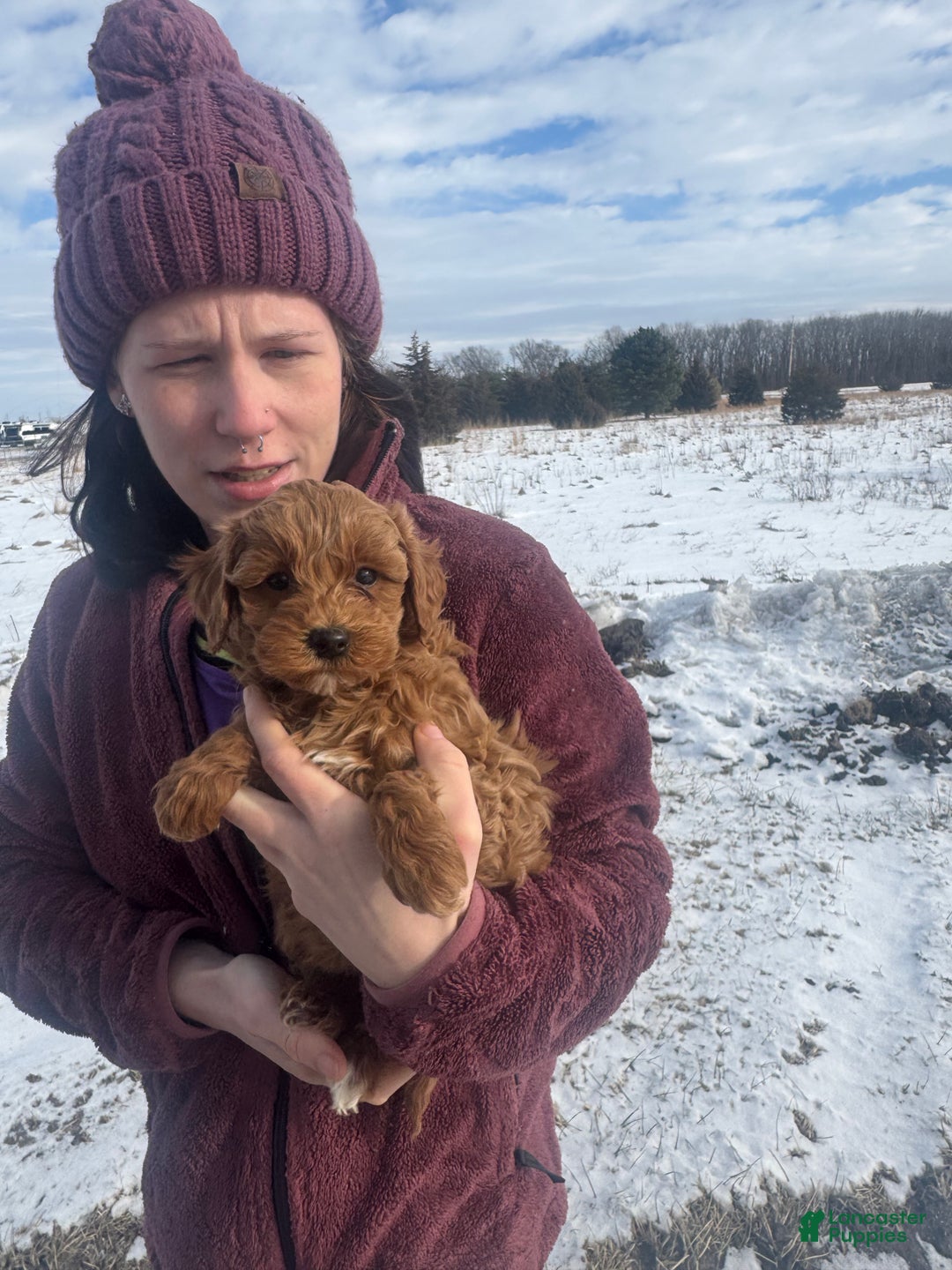 Mini Goldendoodle dogs for sale: Mini Goldendoodle Puppy 3 - Ad 2