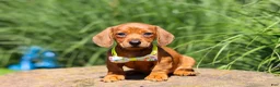 Miniature Dachshund dogs for sale: Alex - Ad 3