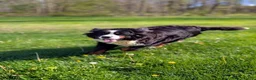 Bernese Mountain Dog dogs for sale: Hazel - Ad 9