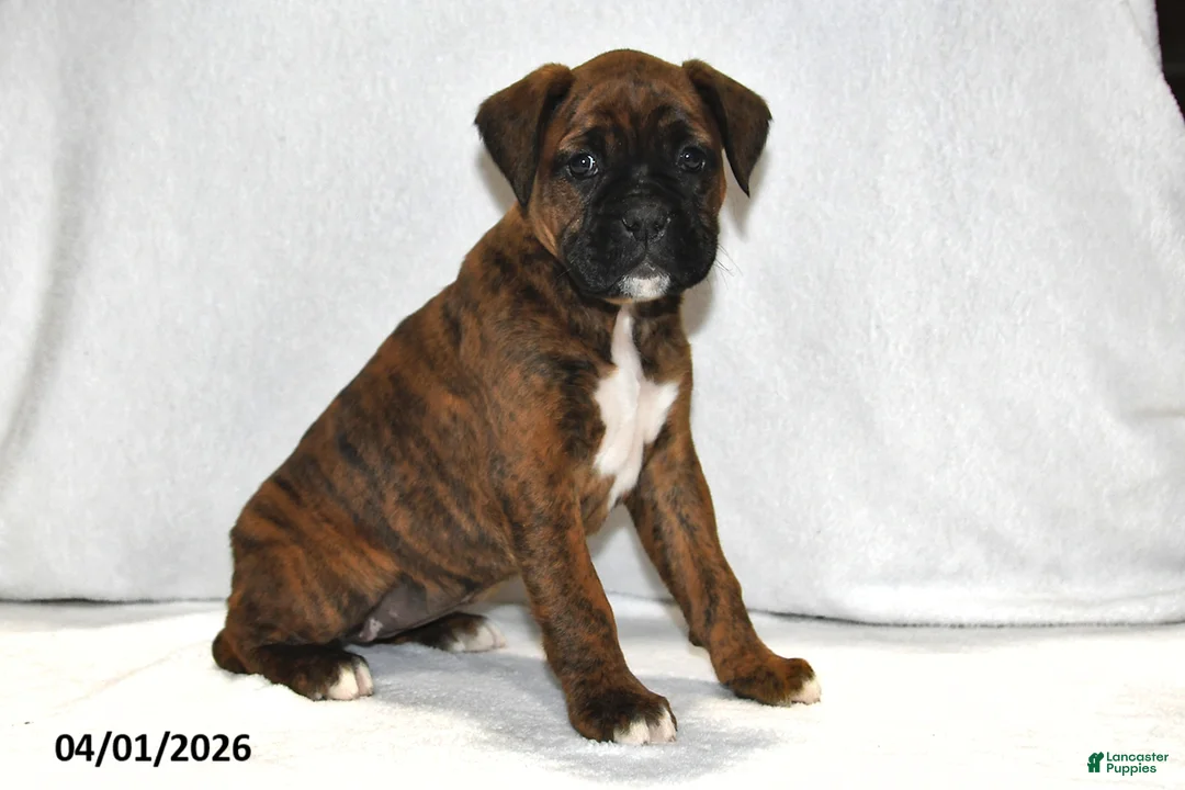Boxer dogs for sale: Makenzie - Ad 1