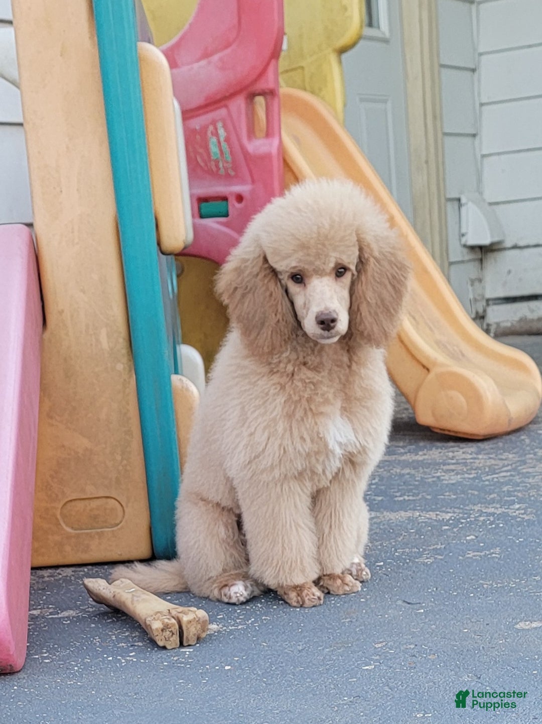 Miniature Poodle dogs for sale: Rusty moyen poodle  - Ad 4