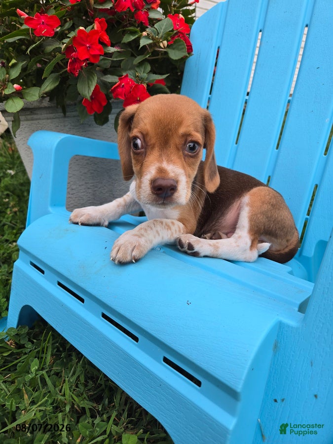 Beagle dogs Pippin - Ad 1