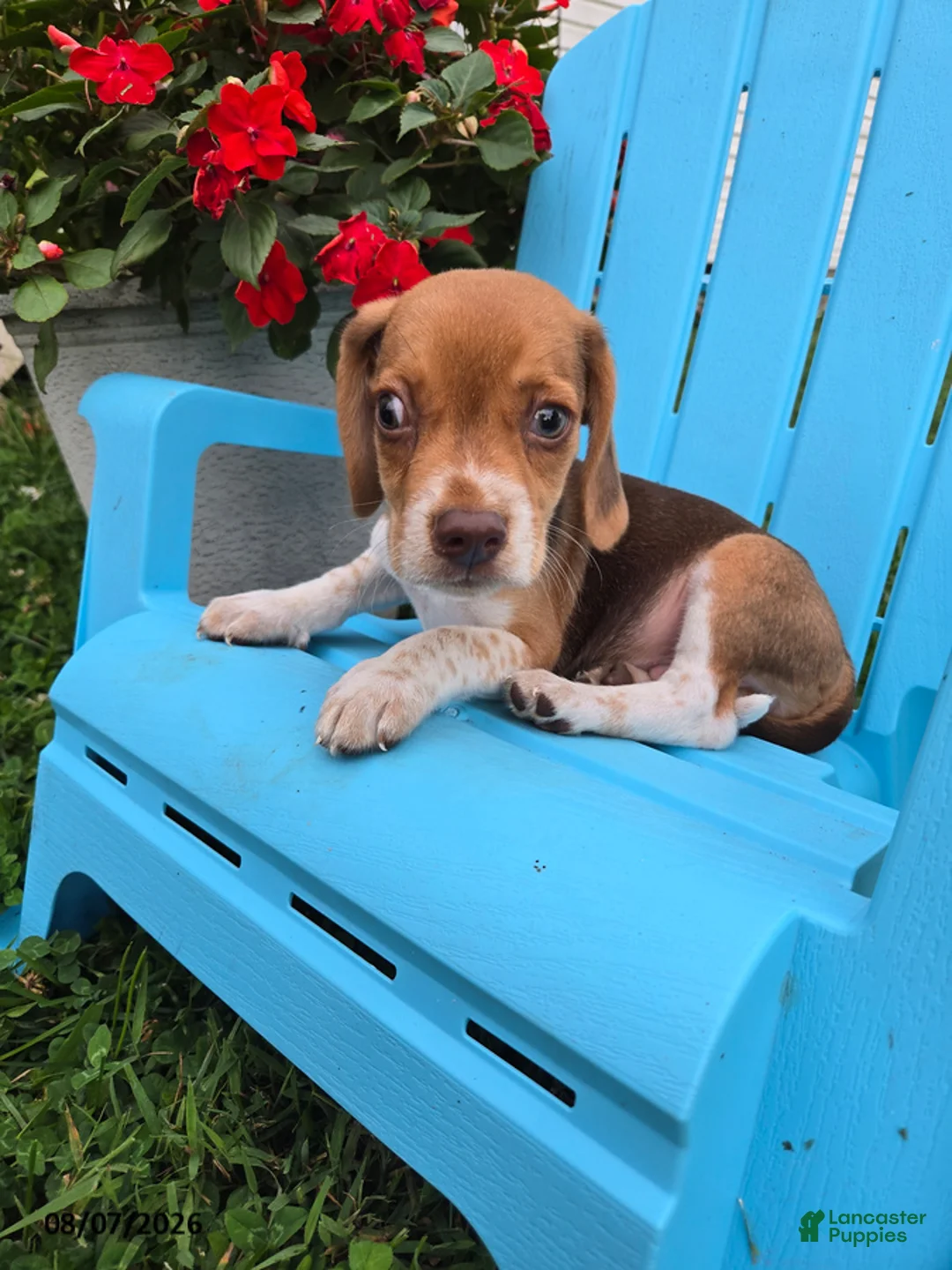 Beagle dogs for sale: Pippin - Ad 1