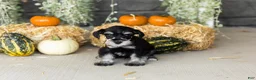 Miniature Schnauzer dogs for sale: Sunny  - Ad 3