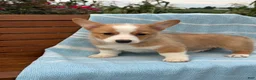 Welsh Corgi Pembroke dogs for sale: Jojo - Ad 14