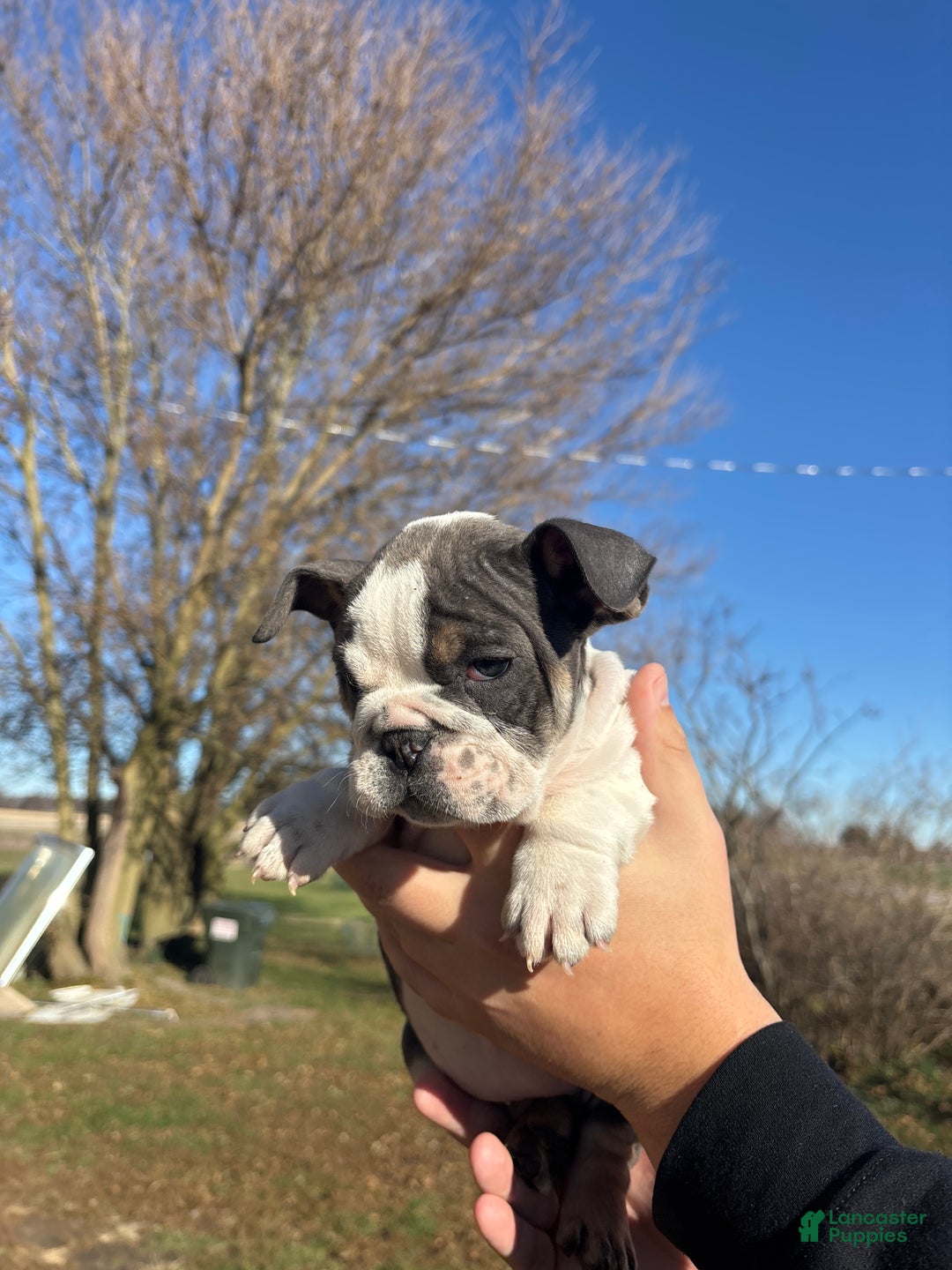 English Bulldog dogs for sale: Sally  - Ad 2