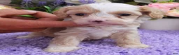 Cavapoo dogs for sale: #1 Female of Kate - Ad 2