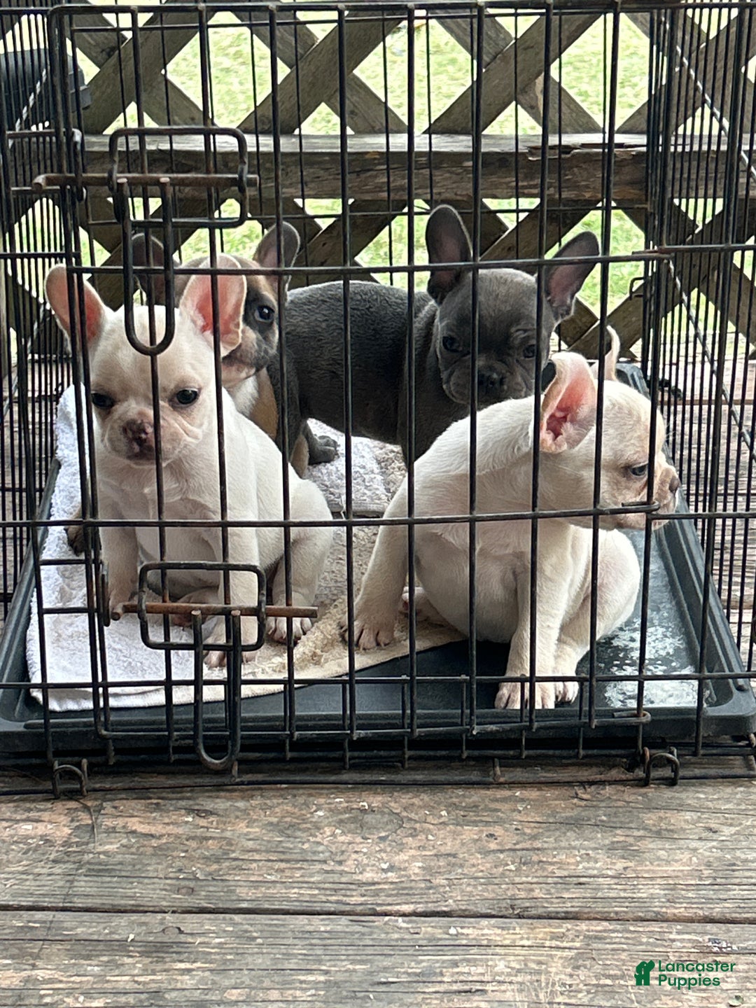French Bulldog dogs for sale: French Bulldog Puppy 1 - Ad 1
