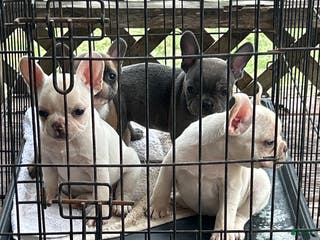 French Bulldog dogs French Bulldog Puppy 1 - Ad 30