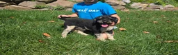 Miniature Poodle dogs for stud: Jett - Stud for Sale - Ad 2