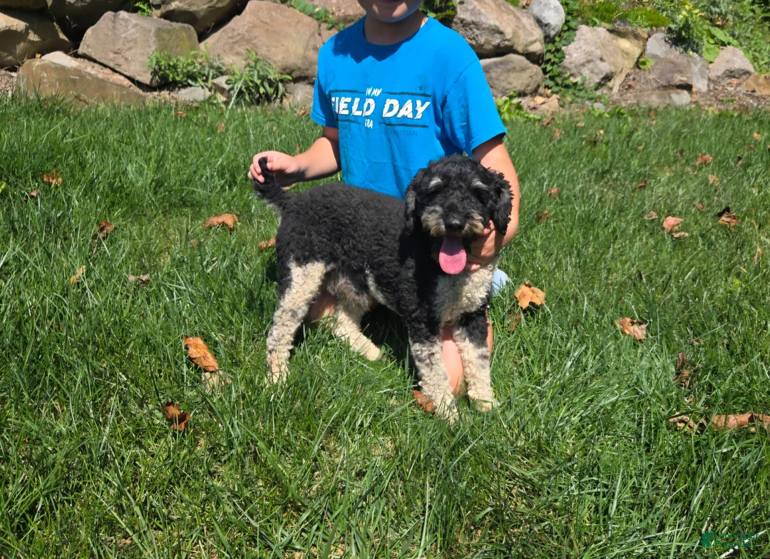 Miniature Poodle dogs for stud: Jett - Stud for Sale - Ad 2