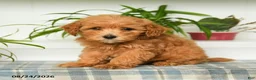 Mini Goldendoodle dogs for sale: Trixy - Ad 2