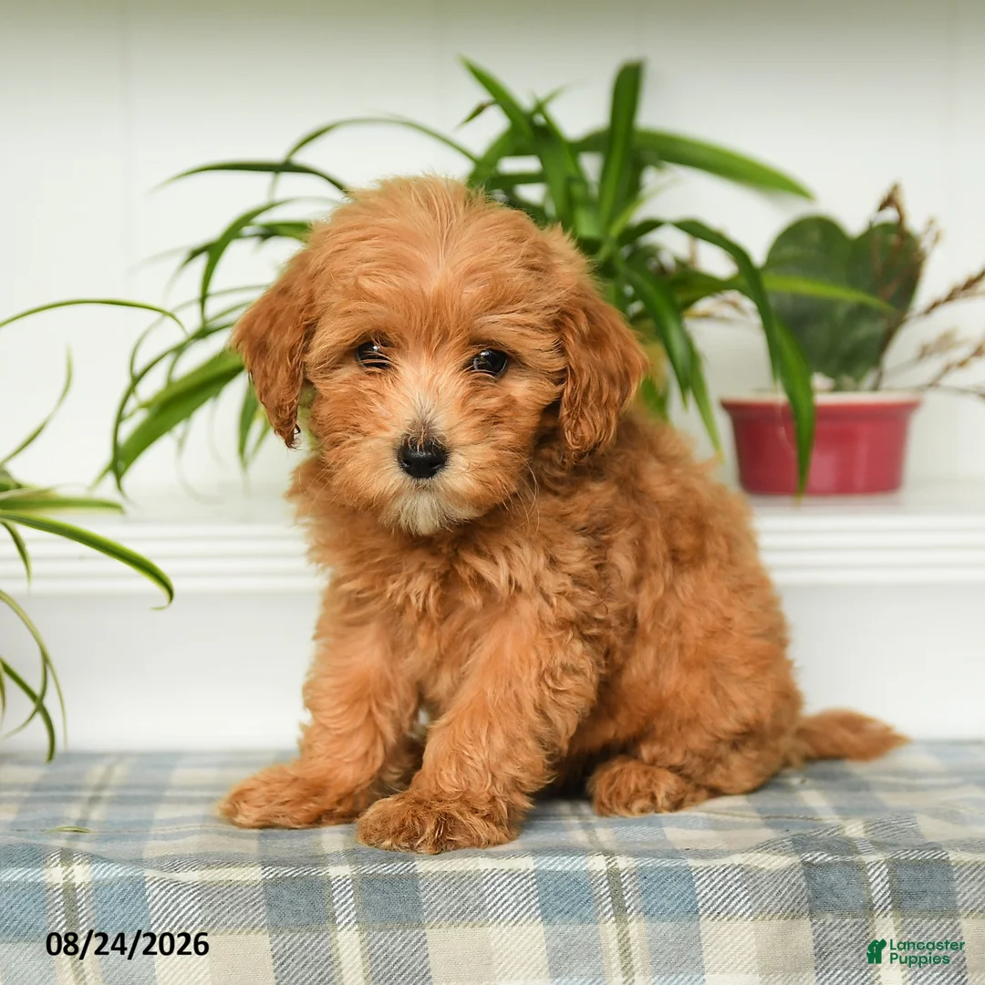 Mini Goldendoodle dogs for sale: Trixy - Ad 2