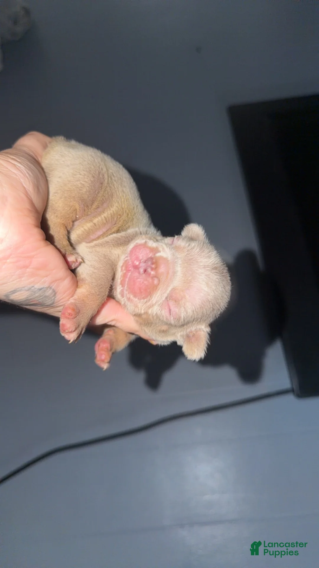 French Bulldog dogs for sale: French Bulldog 7 - Ad 8