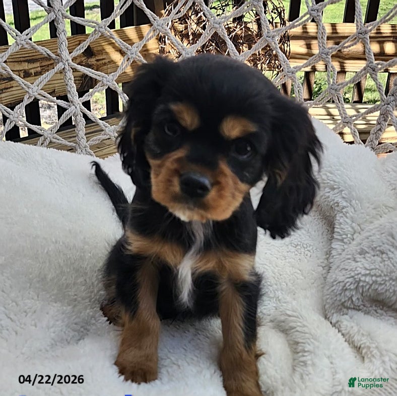 Cavapoo dogs Loyal - Ad 1