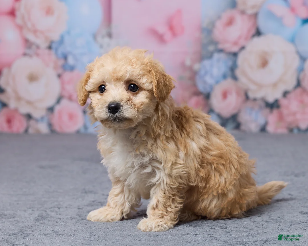 Bichpoo dogs for sale: Tulip - Ad 2