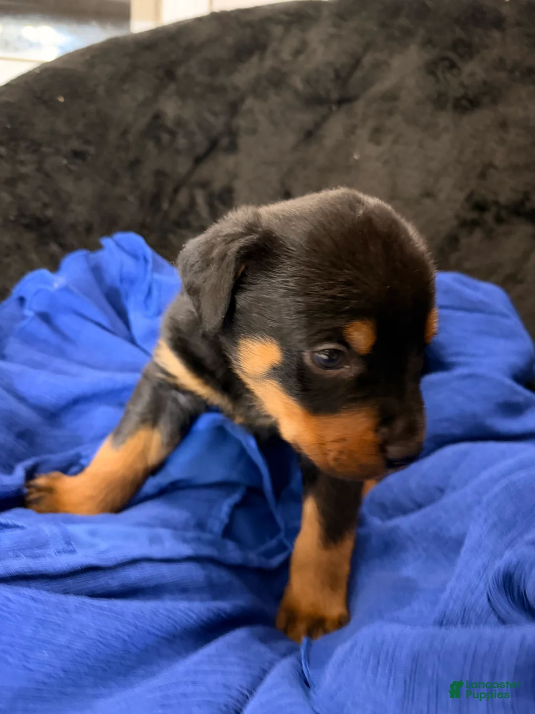 Rottweiler dogs for sale: Rottweiler Puppy 1 - Ad 40
