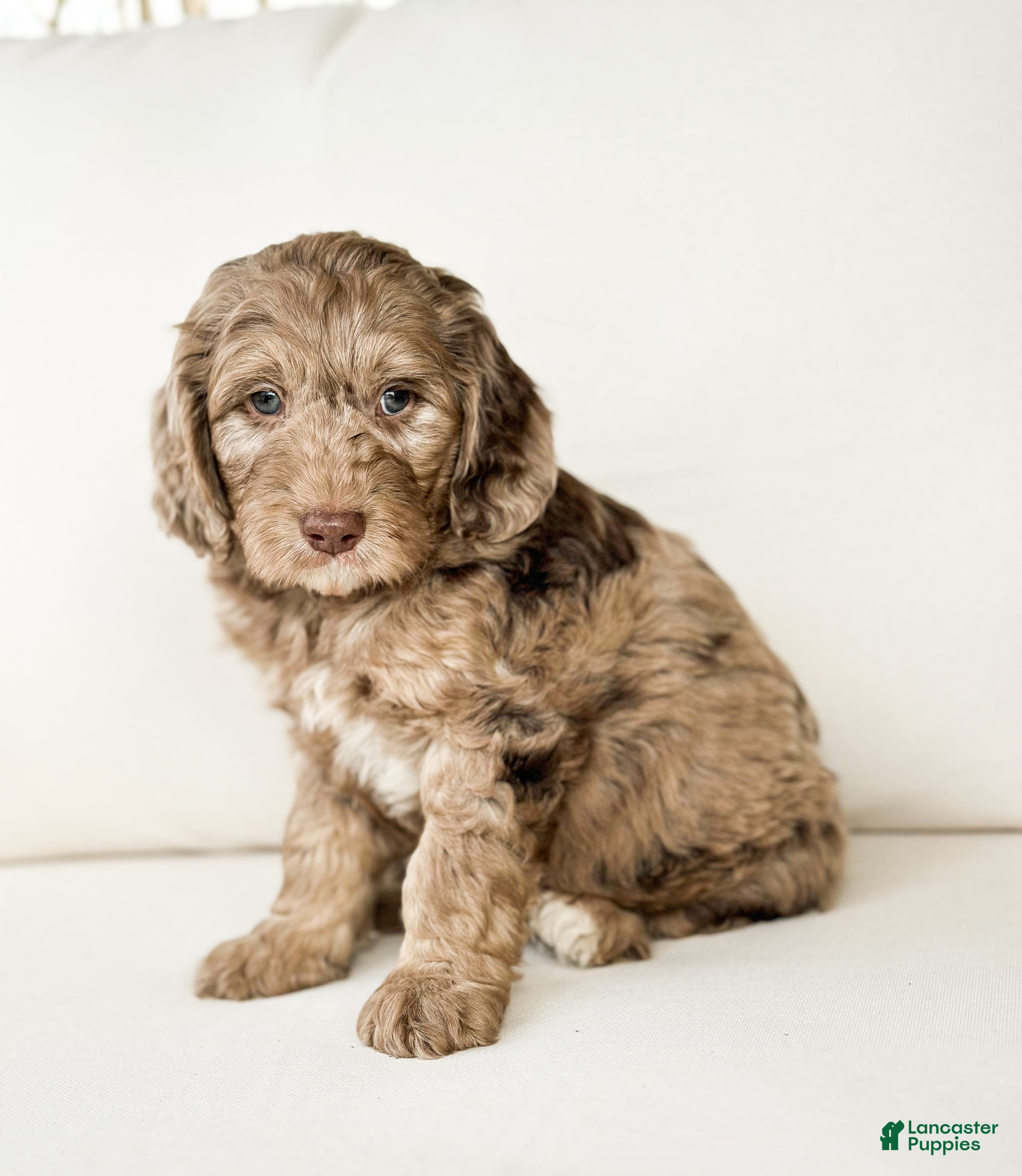 Mini Goldendoodle dogs Cupid - Ad 2