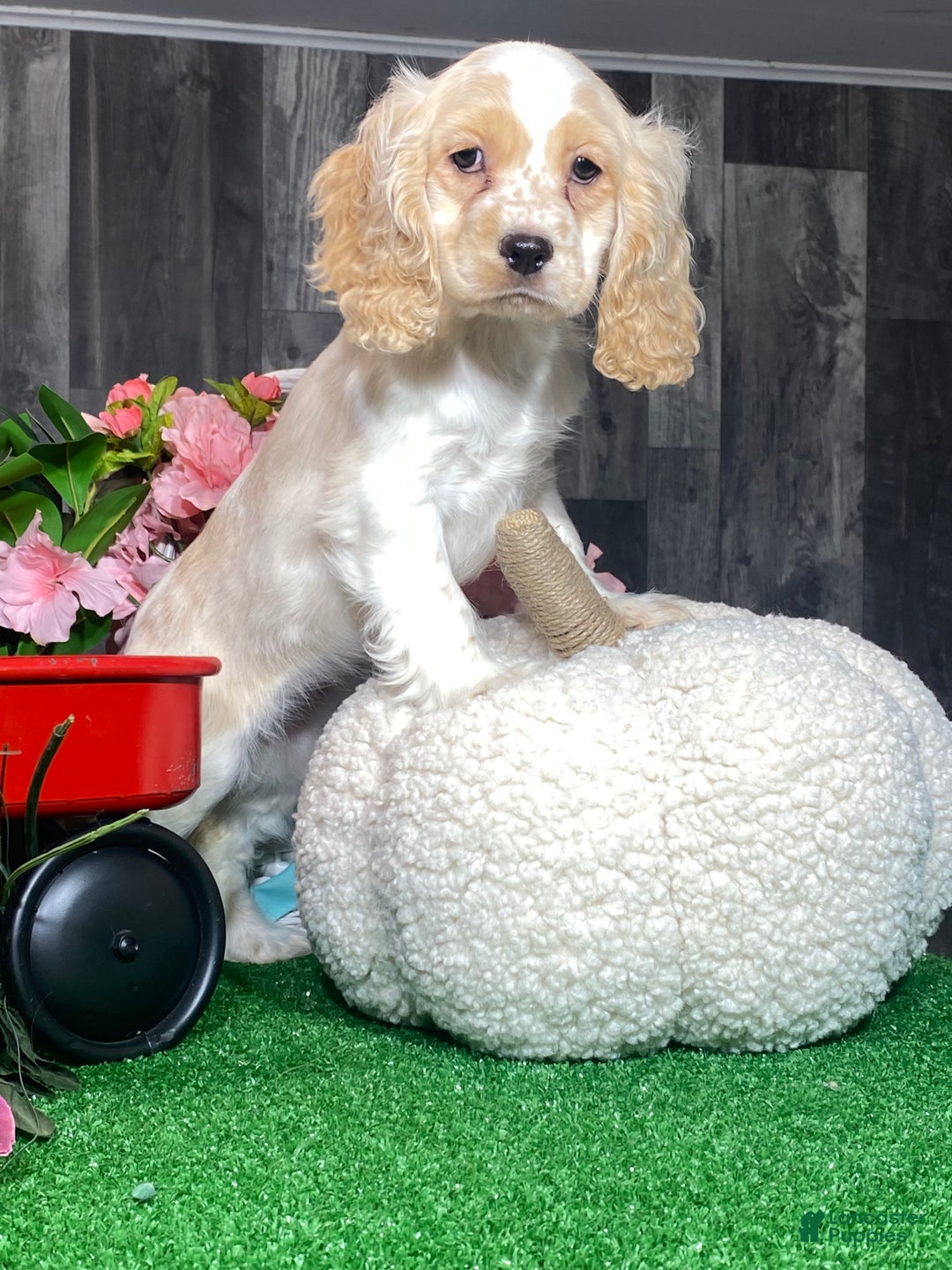 Cocker Spaniel dogs for sale: Onyx - Ad 6