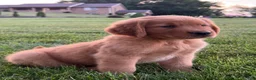 Golden Retriever dogs for sale: Charlie  - Ad 4
