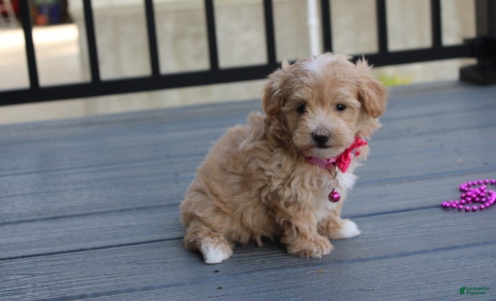 Maltipoo dogs Bonnie  - Ad 1
