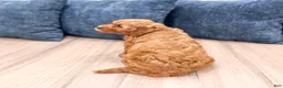 Mini Goldendoodle dogs for sale: Megan - Ad 5