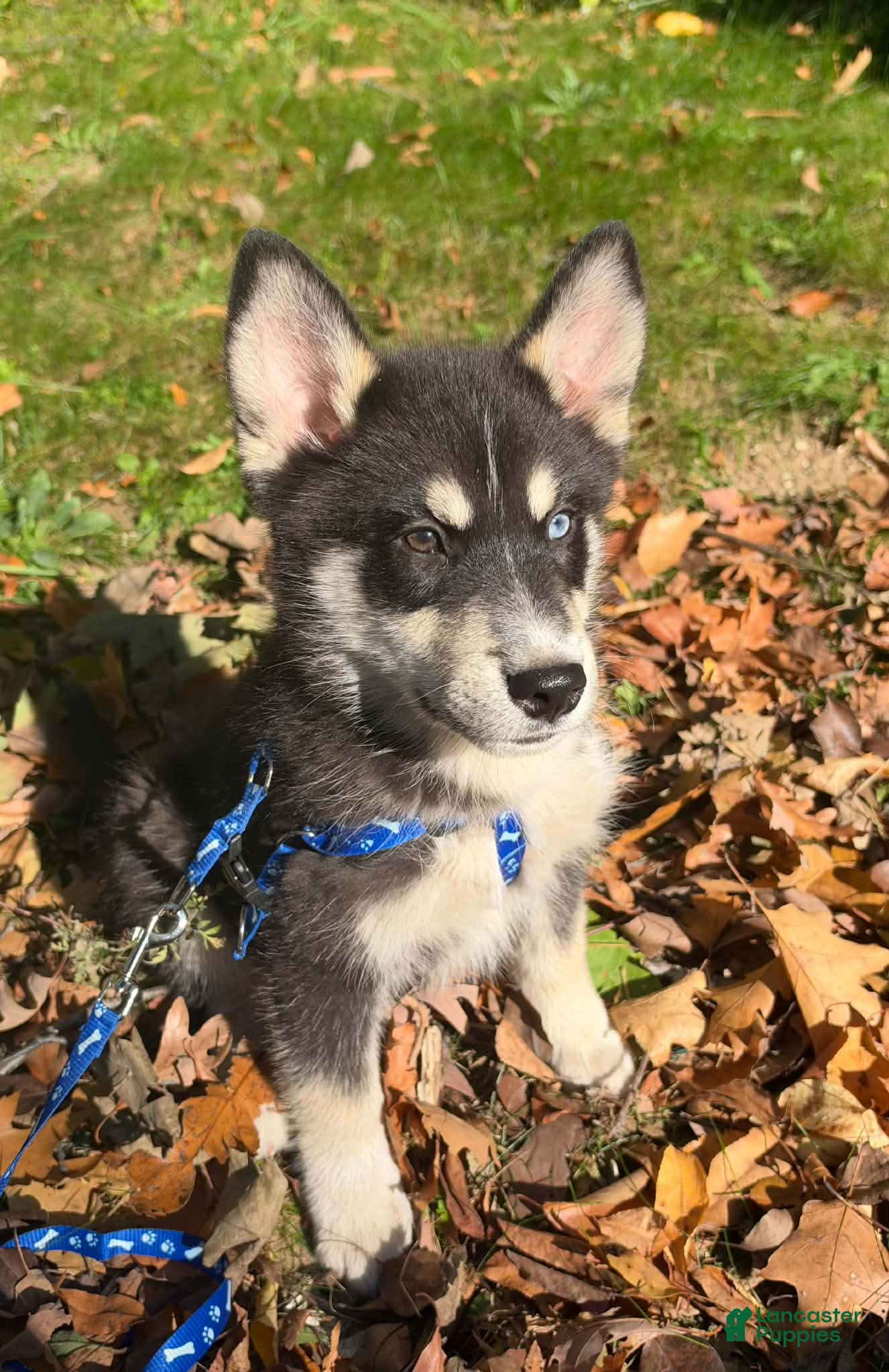 Mixed Breed dogs Rascal - Ad 1