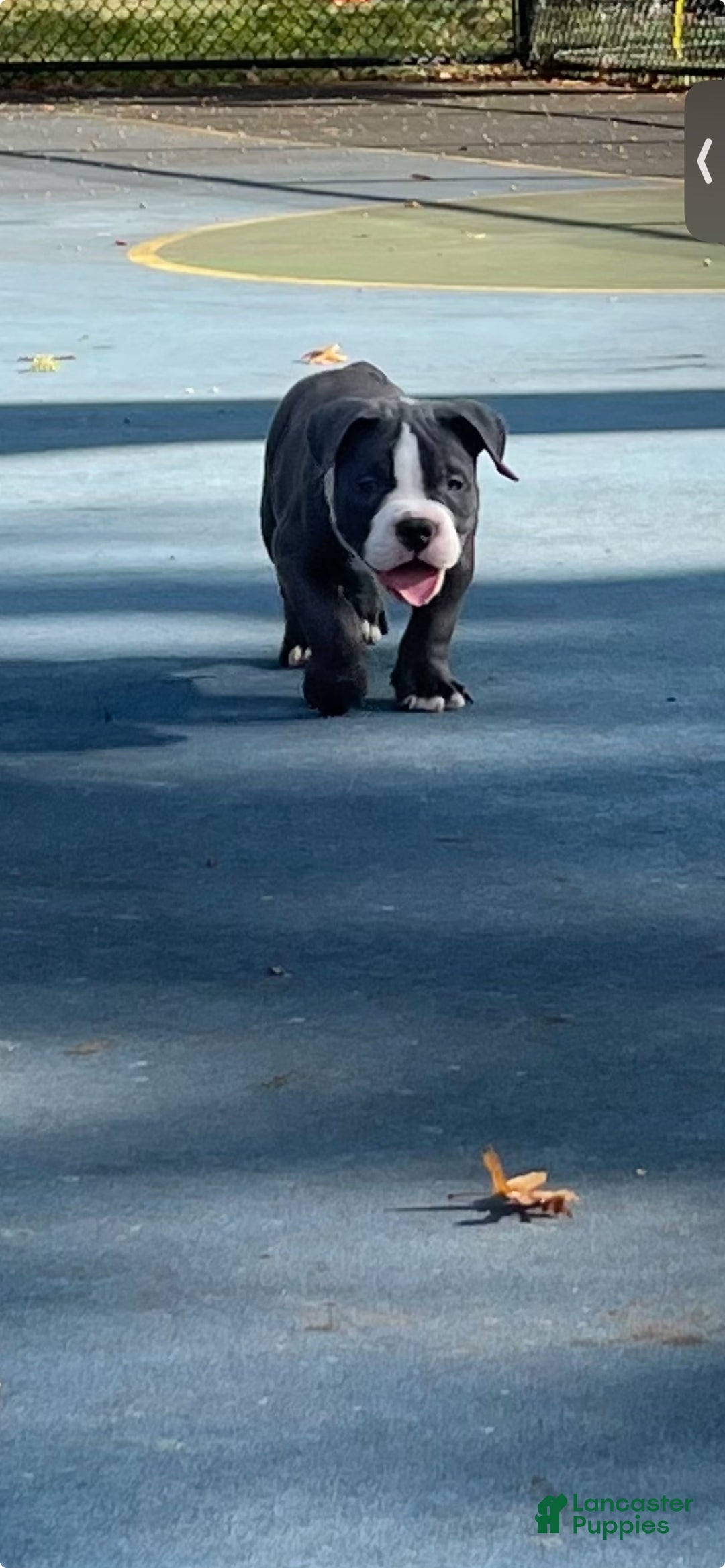 Gallery Image {{count}}