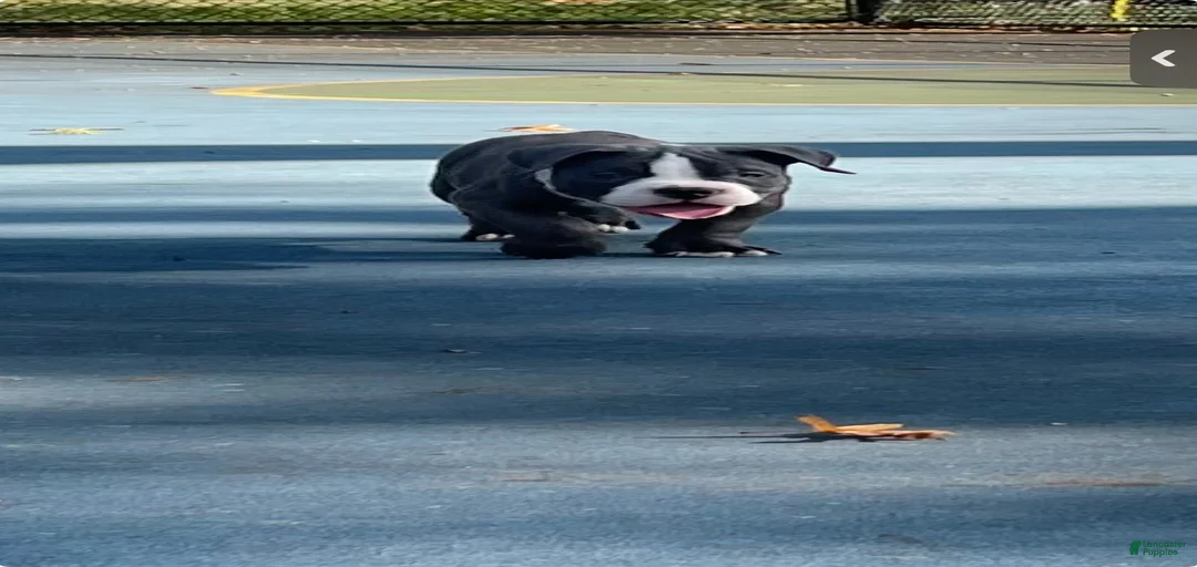 Gallery Image {{count}}