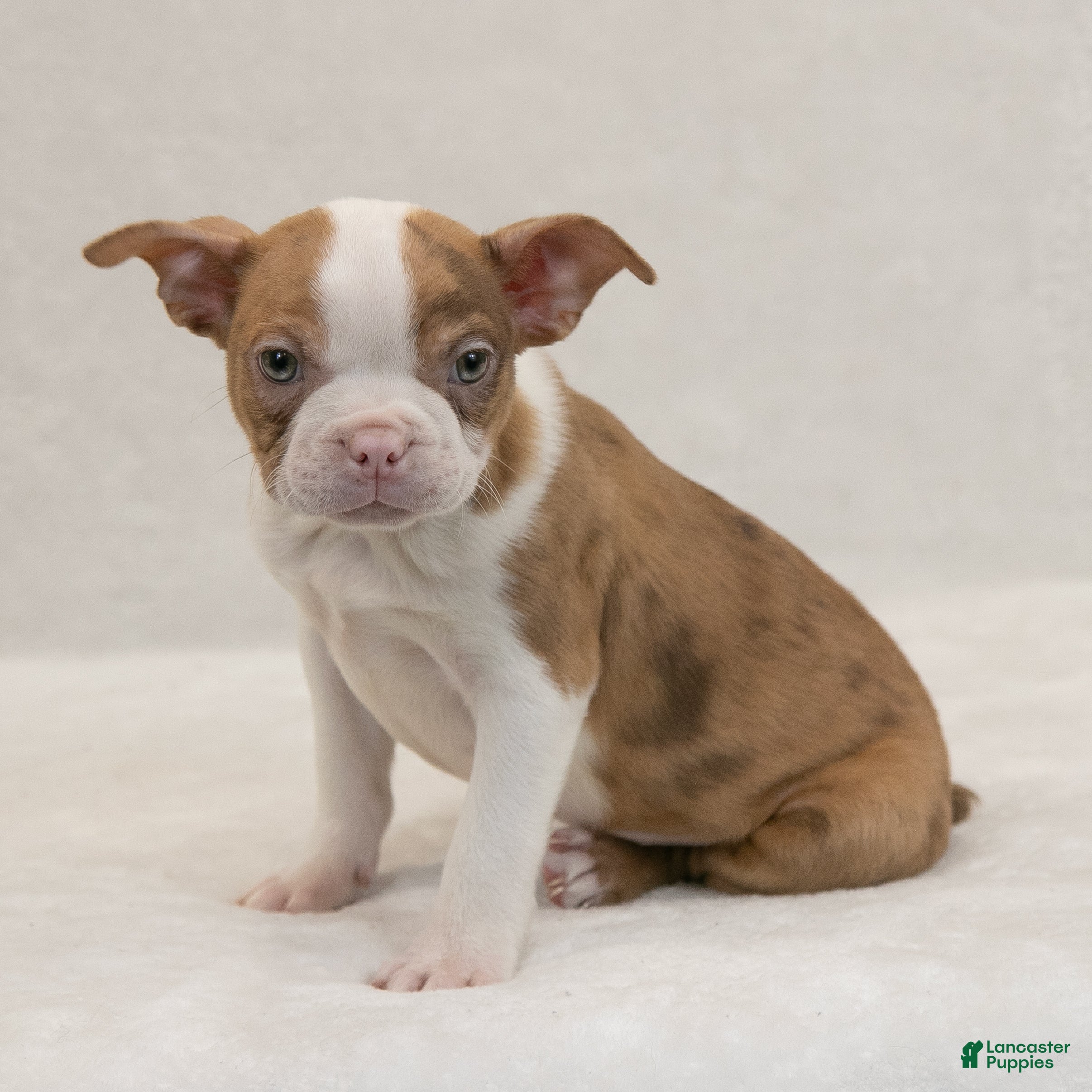 Brindle and white​ Boston Terrier Puppies for sale Lancaster Puppies