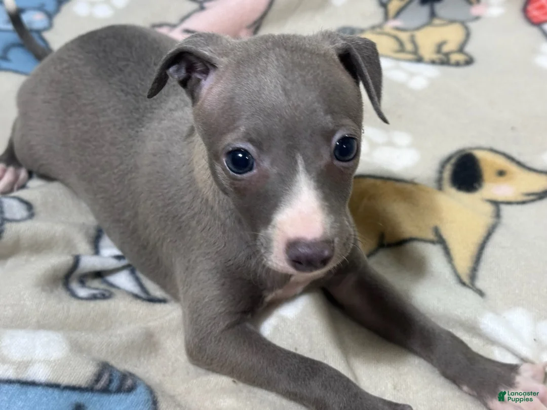 Italian Greyhound dogs for sale: Bree - Ad 4