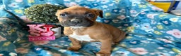 Boxer dogs for sale: Daisy  - Ad 3