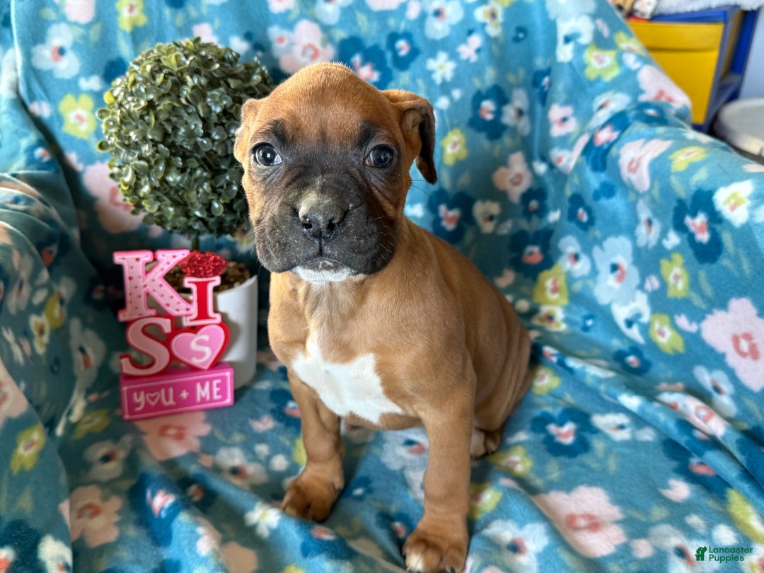 Boxer dogs for sale: Daisy  - Ad 3