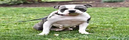 Boston Terrier dogs for sale: Baxter - Ad 6