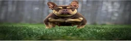 French Bulldog dogs for sale: ROPE - Ad 3