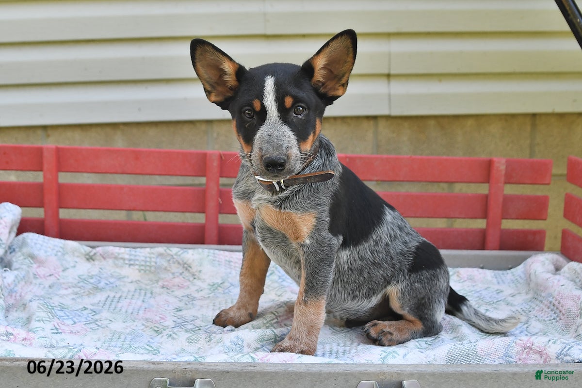 Australian Cattle Dog dogs Leo - Ad 1