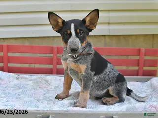 Australian Cattle Dog dogs for sale: Leo - Ad 2