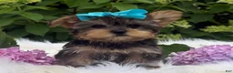 Yorkshire Terrier dogs for sale: Minx - Ad 14