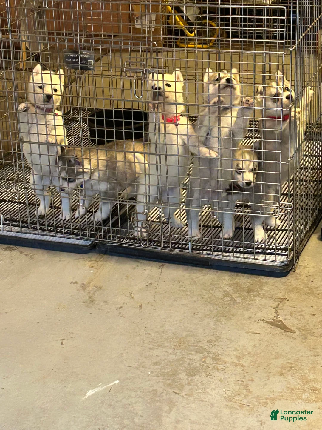 Gallery Image {{count}}