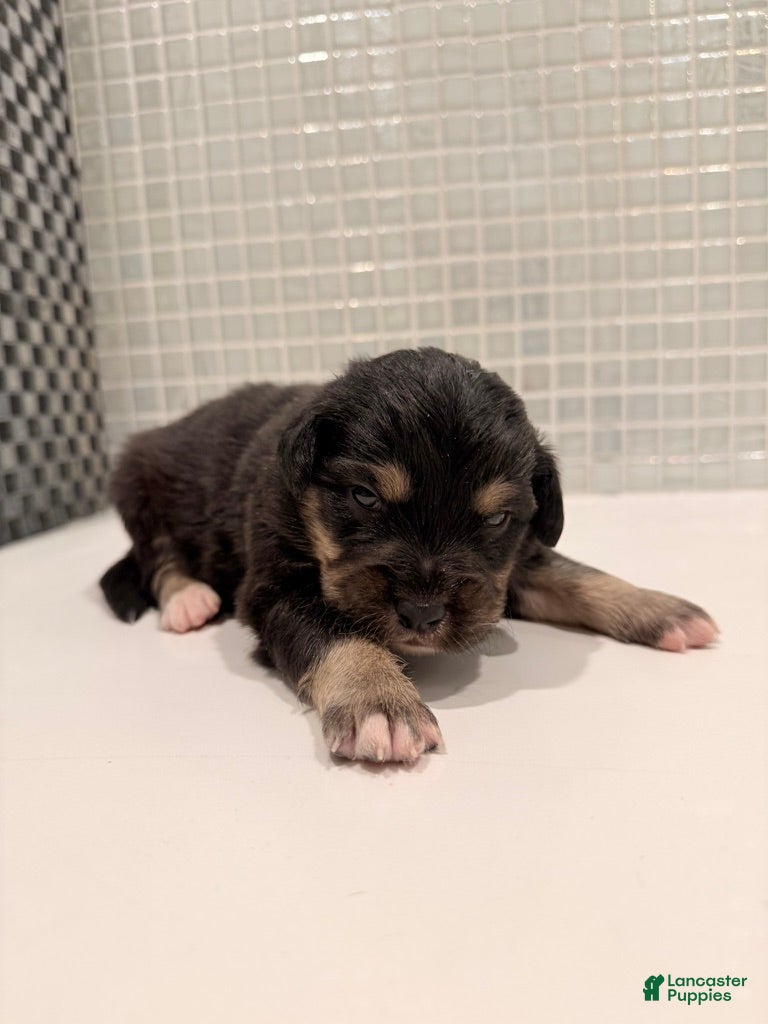 Australian Shepherd dogs Winston - Ad 15