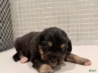 Australian Shepherd dogs Winston - Ad 15