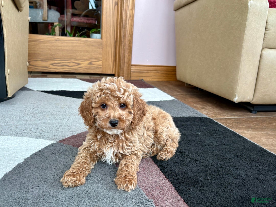 Cavapoo dogs for sale: Cavapoo male Puppy 1 - Ad 4