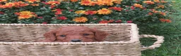 Mini Goldendoodle dogs for sale: Twix - Ad 6