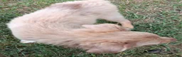 Toy Australian Shepherd dogs for sale: Belle - Ad 5