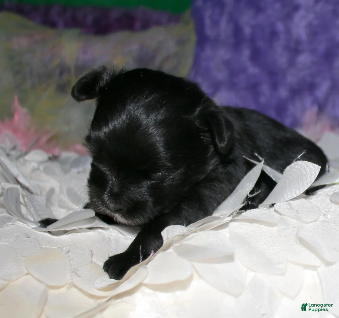 Morkie dogs for sale: Frank - Ad 10