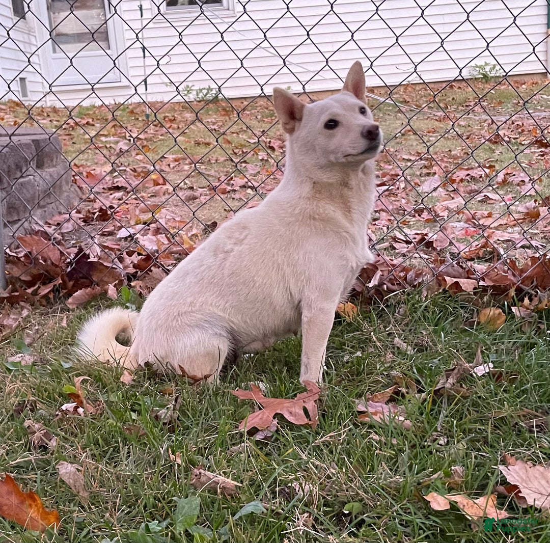 Shiba Inu dogs for sale: France - Ad 4