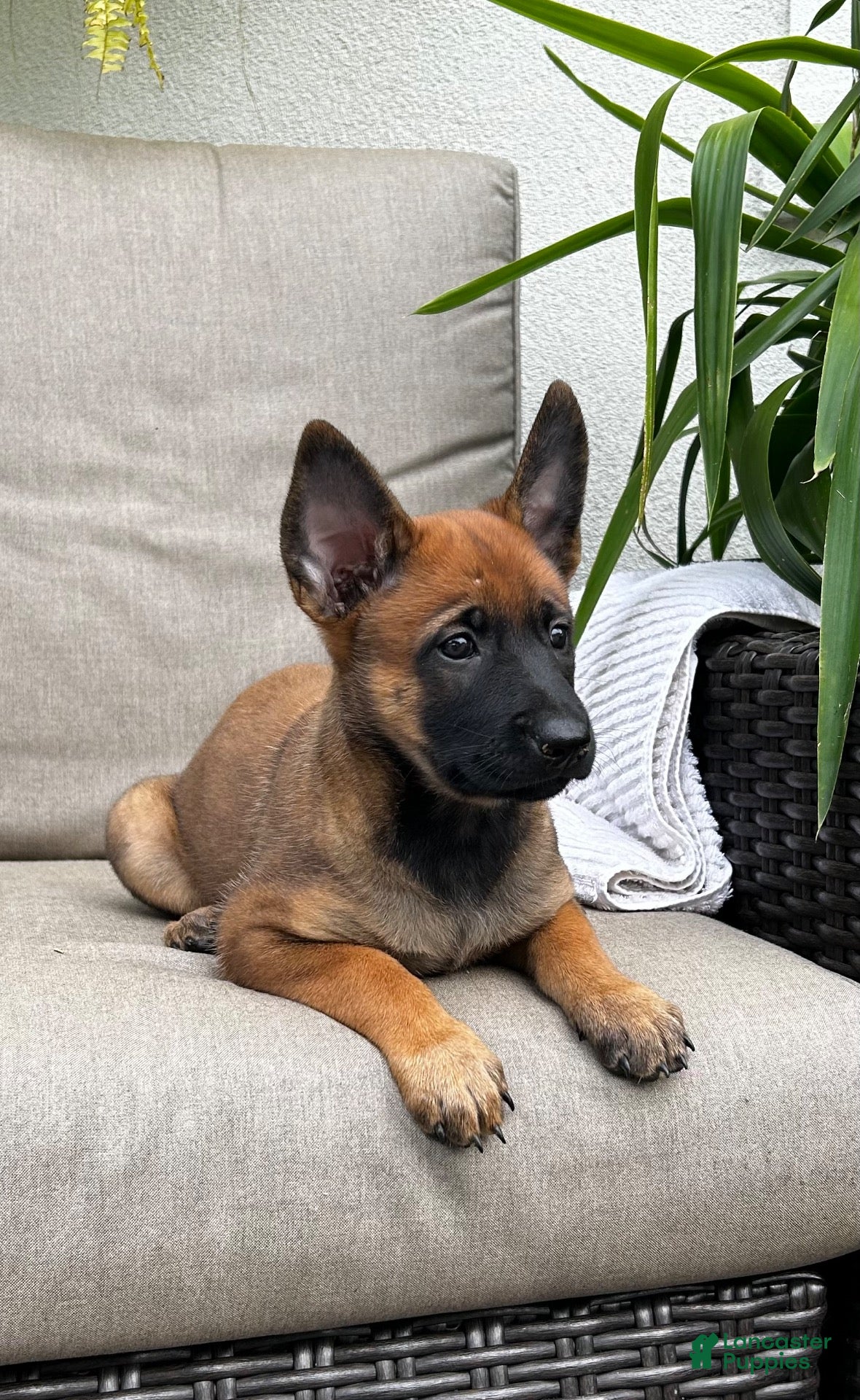 Belgian Malinois dogs for sale: Bridget - Ad 1