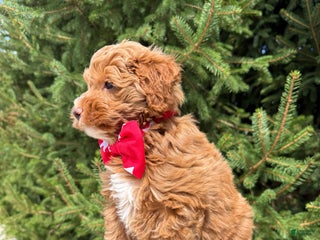 Mini Goldendoodle dogs - Ad 42
