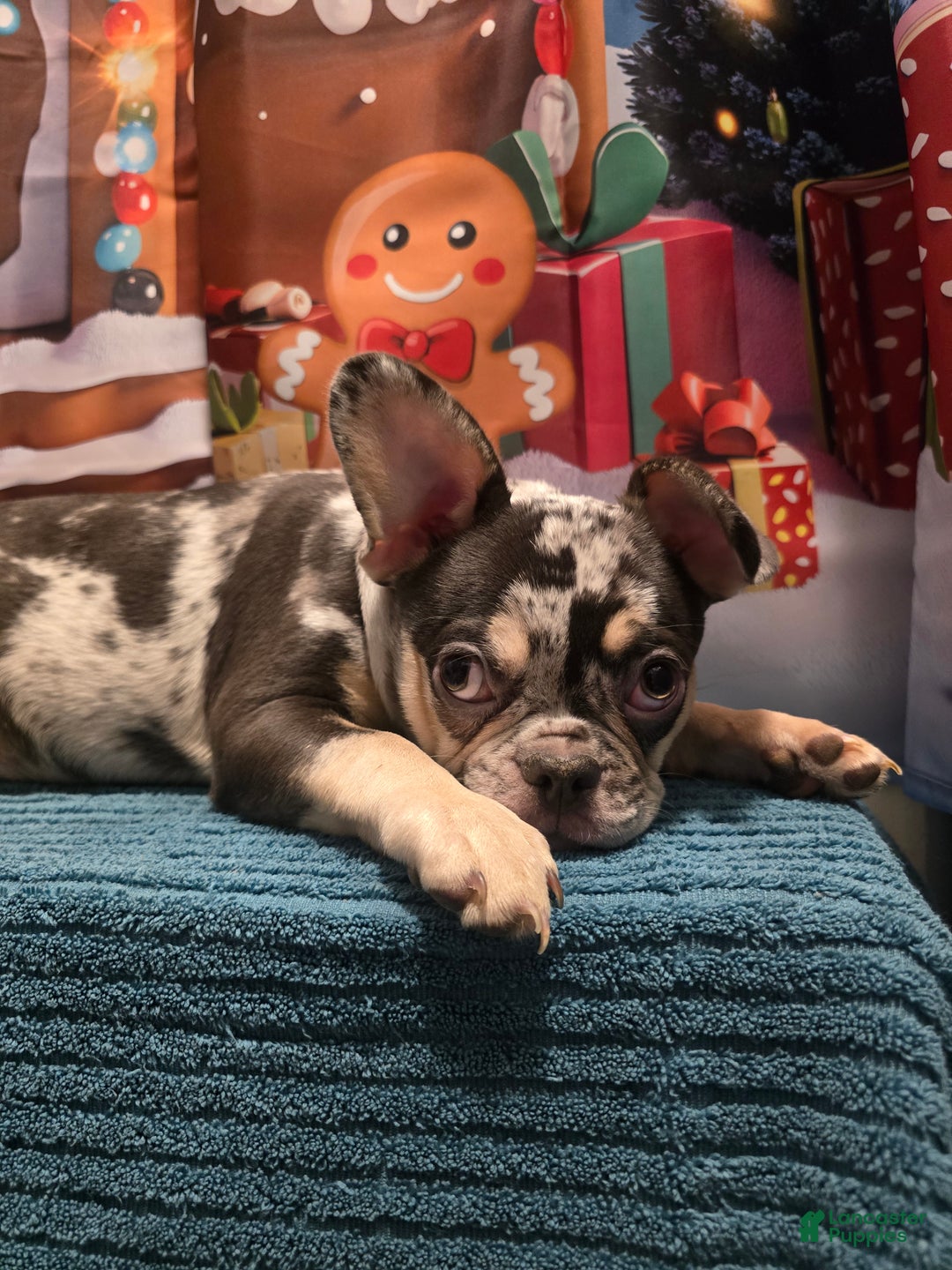 French Bulldog dogs for sale: French Bulldog Puppy 1 - Ad 6