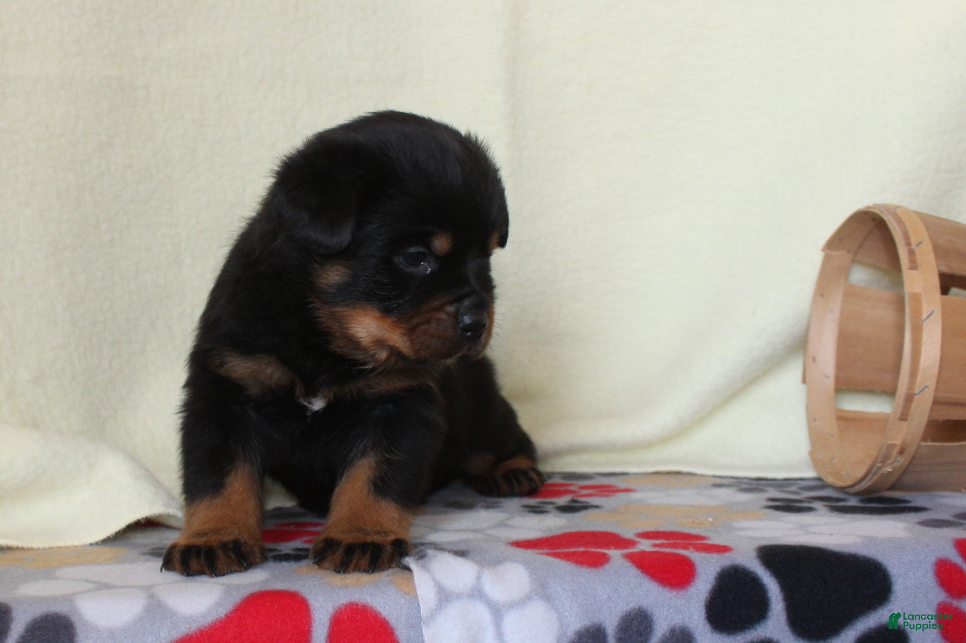 Rottweiler dogs King - Ad 5